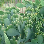 Dei Giardini 3*