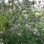 Bed & Breakfast Dei Giardini 3*