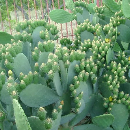 Dei Giardini 3*